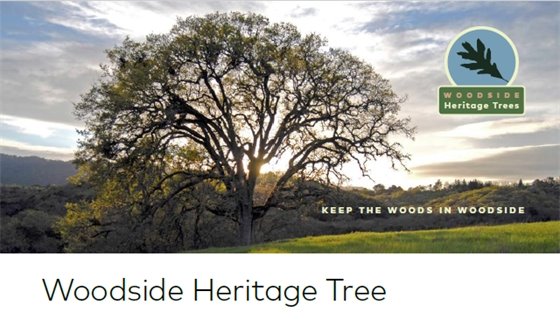 Woodside Heritage Tree Award