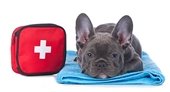 Photo of gray french bulldog next to a first aid kit