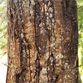 Tree with Sudden Oak Death 