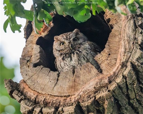 Photo of Owl