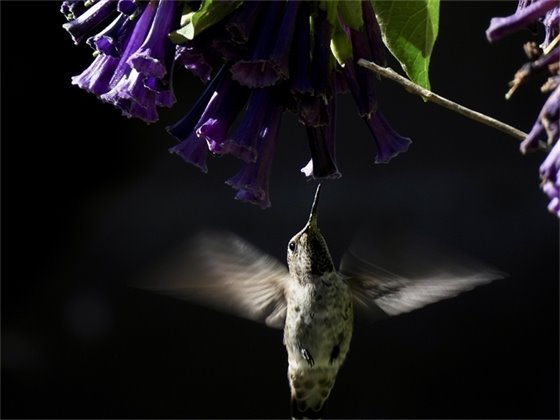 Hummin' Along Photo of Hummingbird by West W