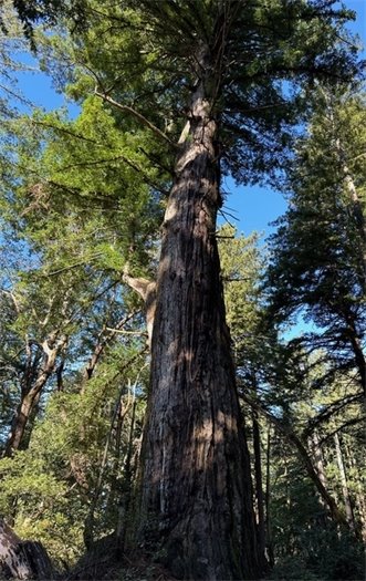 Photo of Heritage Tree