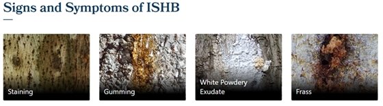 Image - Signs and Symptoms of ISHB