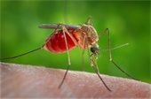 Photo of Adult Mosquito Feeding