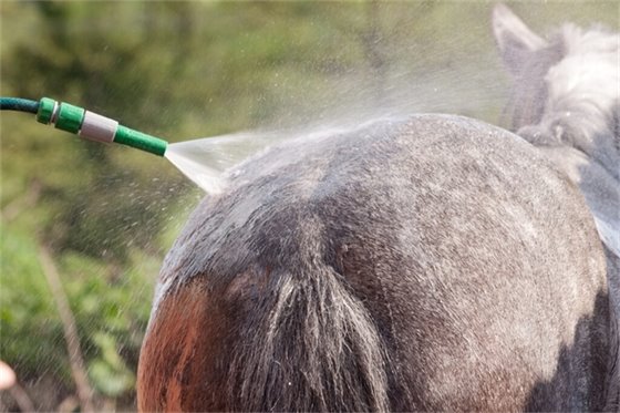 Image of horse getting sprayed with hose to cool off