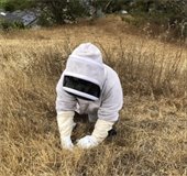 Image of beekeeper removing yellowjacket ground nest