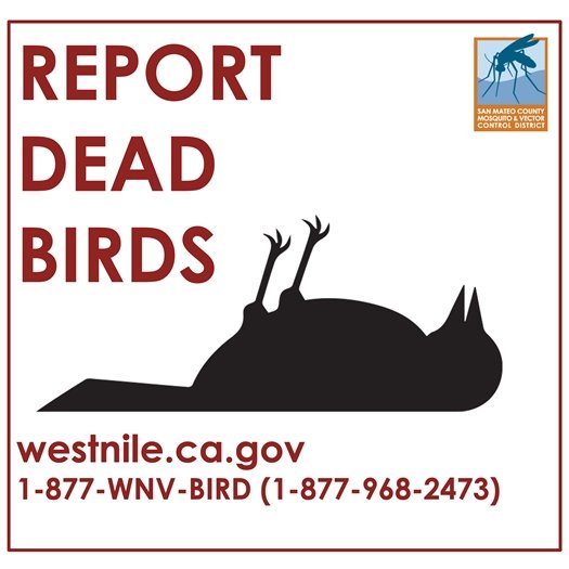 Report dead birds graphic