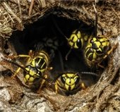 Image of yellowjacket nest