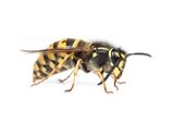 Image of yellowjacket