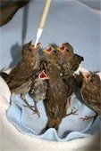 Photo of fledglings