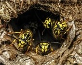 Photo of Yellowjacket Nest