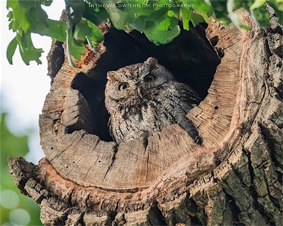 Photo of Owl in a Tree Stump