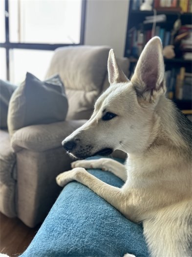 Photo of Bruce the dog in Foster Care