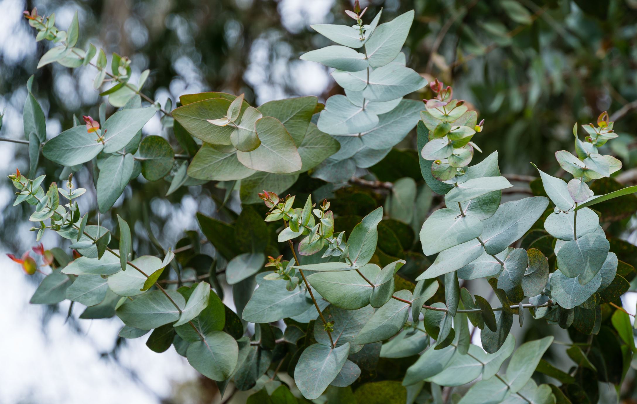 Emerald evergreen leaves of Eucalyptus tree or gum tree